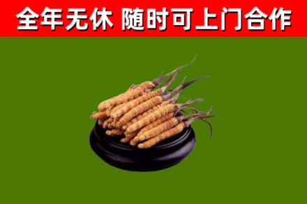 紫金县回收散虫草